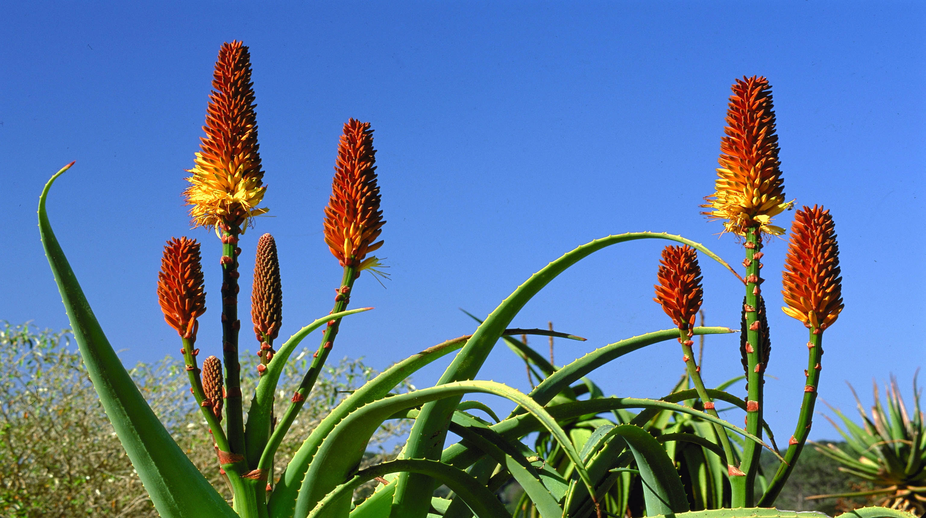 Aloes